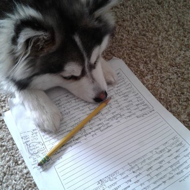 A dog is sitting with their paws and snout on homework paper.