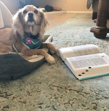 A dog lying in front of open dictionary.