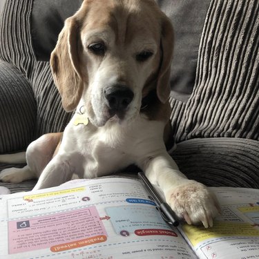 A dog with their paw on an open textbook.
