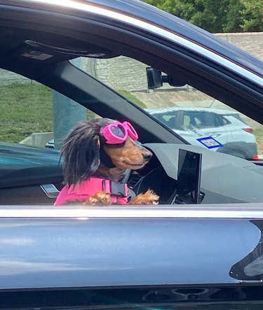 dog in car wearing pink sunglasses