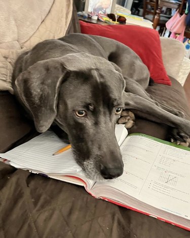 A dog is resting their head on a math book.
