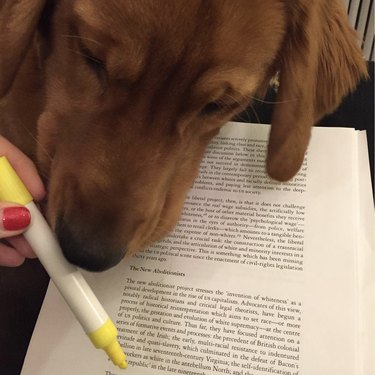 A dog is sniffing a highlighter over an open book.