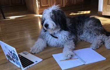 A dog is lying on the floor with laptop and open notebook.