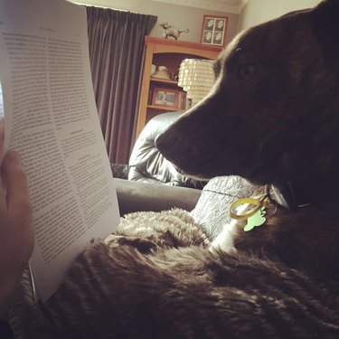 A dog is looking at a text.