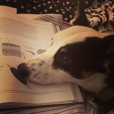 A dog with their head on a science textbook.