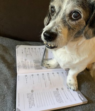 A dog with a homework book open in front of them.