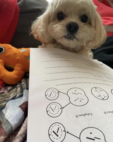 A cavachon dog doing biology homework.
