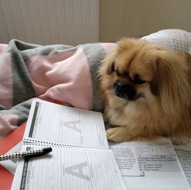A dog is lying before notebook with a pen.