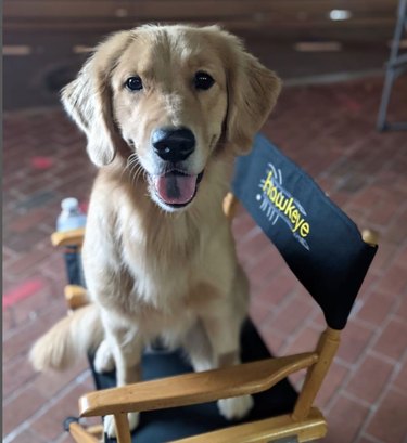 Golden Retriever sits on folding chair on movie set
