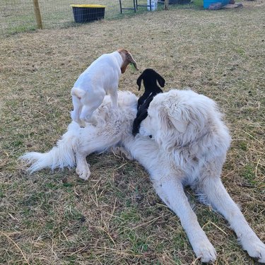 Maremma dog observes two baby goats climbing on it