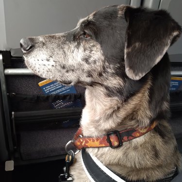Handsome dog looks out window of train