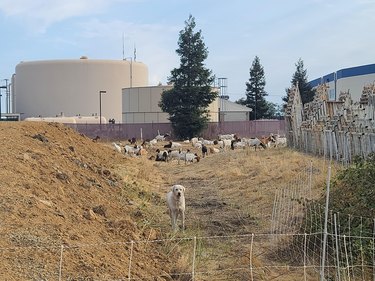 Dog standing guard near flock of goats