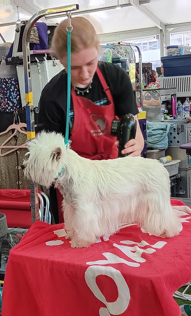 White terrier getting trimmed with clippers on a grooming table