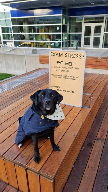 Black Labrador wearing coat and kerchief stands next to sign explaining his presence