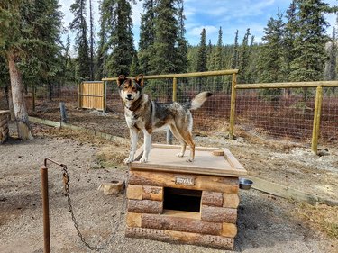 Husky stands on top of outdoor wooden kennel