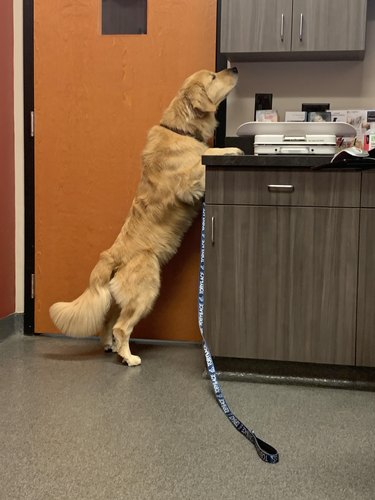 Golden Retriever puts front paws on counter to sniff closed cabinet