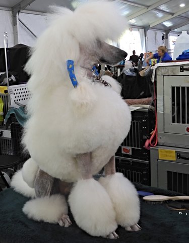 White poodle with a show clip on a grooming table
