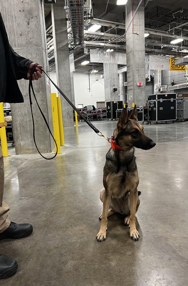 German Shepherd sits in warehouse