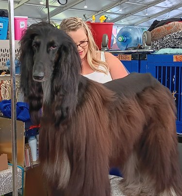 black afghan dog getting groomed