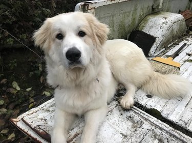 Livestock dog sits in back of pickup truck