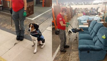 Dog sniffs furniture in thrift store