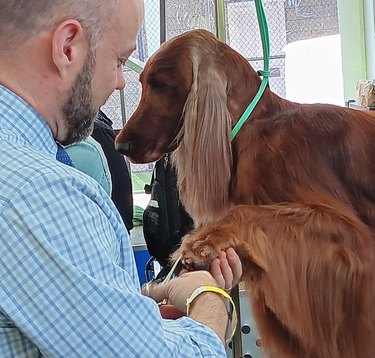Irish setter dog getting nails trimmed