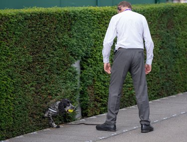 Springer Spaniel emerges from hedge with tennis ball in mouth