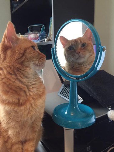 cat admires self in mirror