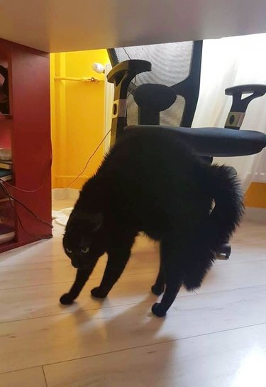cat stretching