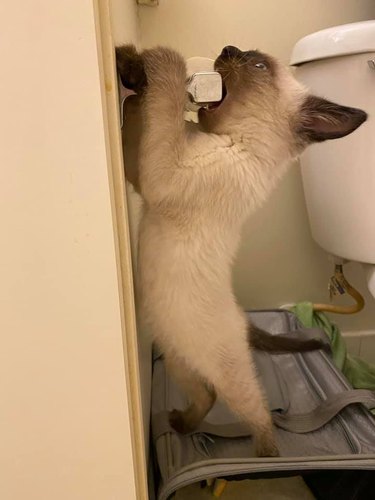 kitten attacks toilet paper