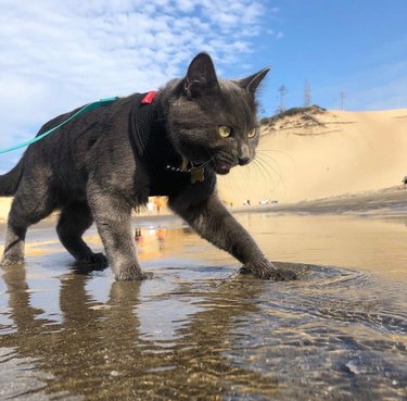 cat walks on beach