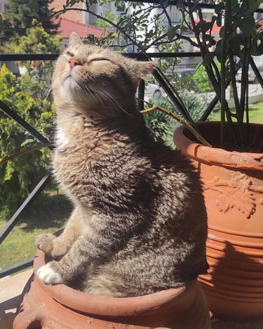cat suns in plant pot