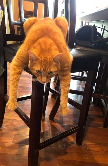 cat hangs over chair