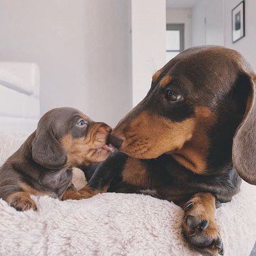 puppy kissing bigger dog