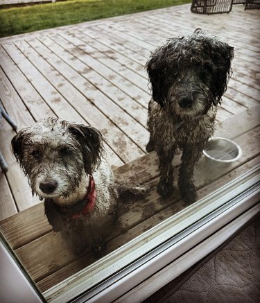 Two muddy dogs are looking sad as they look in a window from a porch.