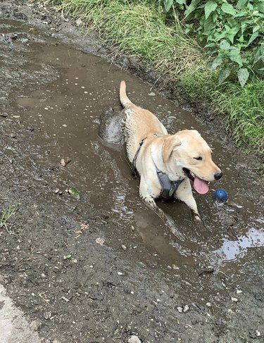 A happy dog is lying in a muddy puddle.