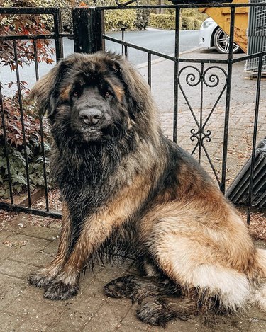 A muddy leonberger dog is sitting down.