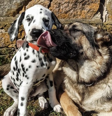 dog kissing other dog.