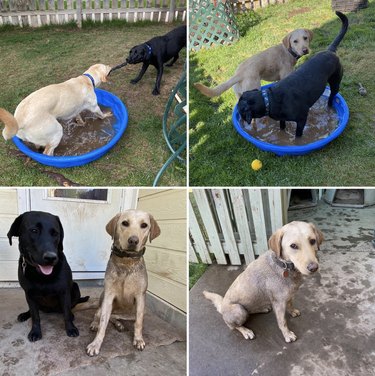 A collage of dogs playing in mud in a kiddie pool.