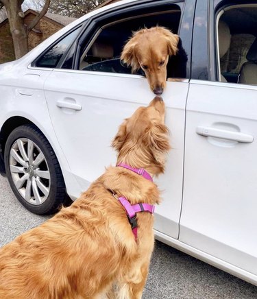 A dog is reaching down to touch another dog's nose from a car window.
