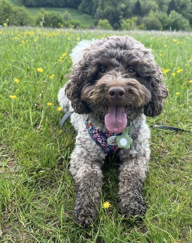 A muddy cockapoo dog with has their tongue out while posing in the grass.