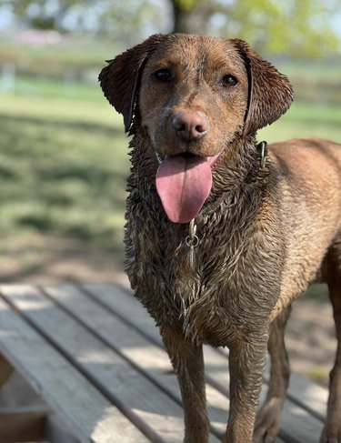 A happy and muddy brown dog has their tongue out while standing on a picnic table.