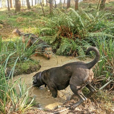 Two dogs are sniffing and wading into a muddy puddle in the woods.