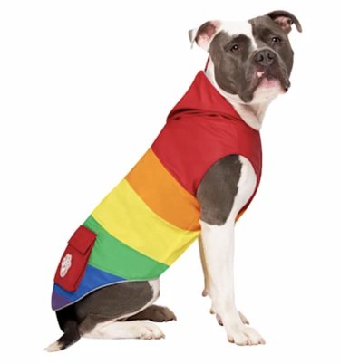 Canada Pooch Rainbow Dog Torrential Tracker