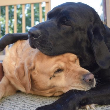 Two Labrador dogs cuddling, one is black and the other light brown.