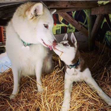 dogs touching noses in a barn.