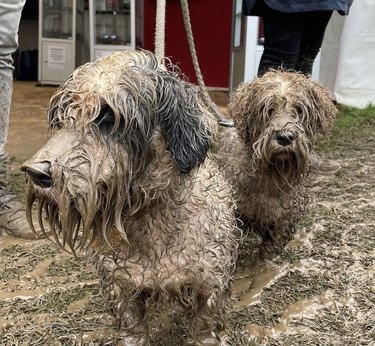 Two dogs are all covered in mud.