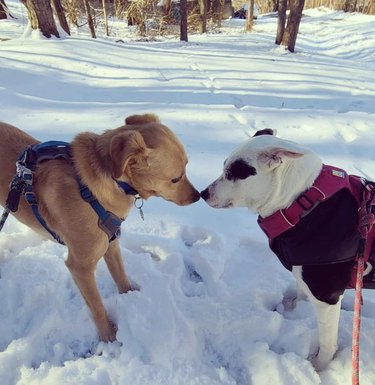 dogs touching noses.