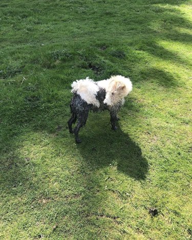A white dog half covered in dark mud while playing in the grass.
