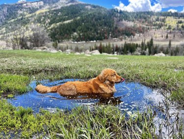 A muddy dog is lying in a large puddle with mountains in the distance.